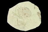 Miocene Fossil Leaf (Populus) - Augsburg, Germany #139476-1